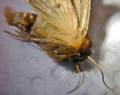 Hypocoena basistriga