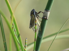 Proarna uruguayensis