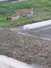 Alopochen aegyptiaca image