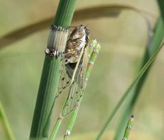 Proarna uruguayensis