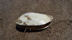 Amarilladesma mactroides