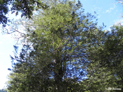 Saxegothaea conspicua