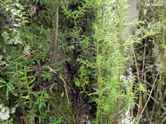 Saxegothaea conspicua