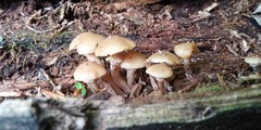 Kuehneromyces marginellus