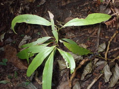 Beilschmiedia tawa