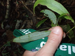 Beilschmiedia tawa