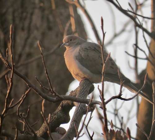 Mourning Dove photographed in New Jersey