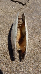 Amarilladesma mactroides