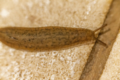 Sarasinula linguaeformis