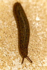 Sarasinula linguaeformis