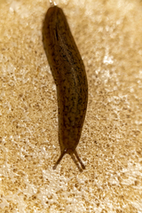 Sarasinula linguaeformis