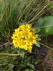 Brachyglottis revoluta