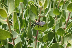 Apiomerus montanus