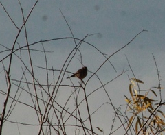 Pyrocephalus rubinus