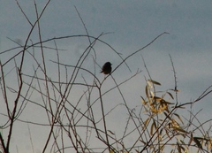 Pyrocephalus rubinus