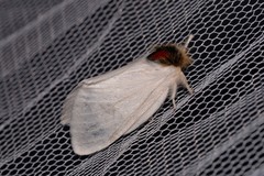 Trichiocercus mesomelas