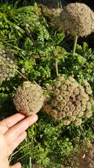 Daucus carota halophilus