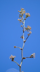 Agave potatorum