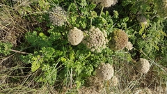 Daucus carota halophilus
