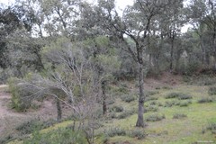 Phillyrea angustifolia