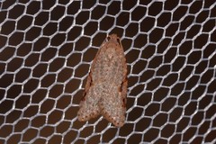 Meritastis piperata