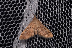 Nacoleia rhoeoalis