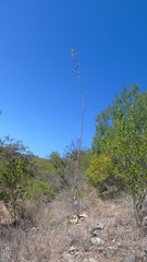 Agave potatorum