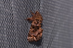 Callopistria rivularis