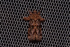 Callopistria rivularis