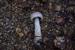 Cortinarius huddartensis