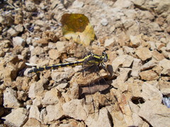 Phanogomphus kurilis