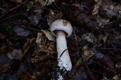 Cortinarius huddartensis