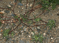 Ipomopsis polycladon