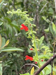 Salvia grewiifolia