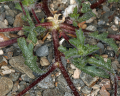 Ipomopsis polycladon