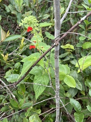 Salvia grewiifolia
