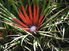 Fascicularia bicolor