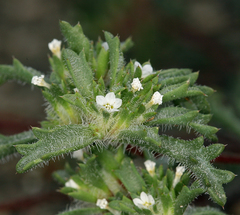 Ipomopsis polycladon