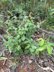 Salvia grewiifolia