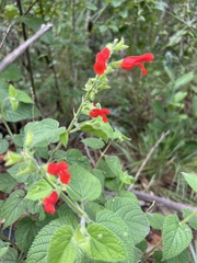 Salvia grewiifolia
