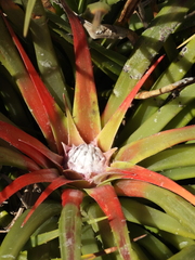 Fascicularia bicolor