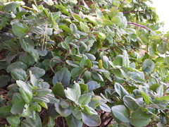 Griselinia