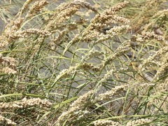 Panicum racemosum