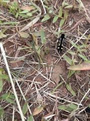 Traumatomutilla parallela