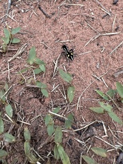 Traumatomutilla parallela