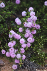 Melaleuca subtrigona