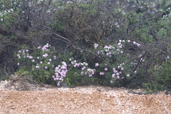 Melaleuca subtrigona