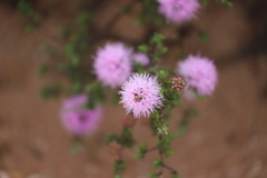 Melaleuca subtrigona