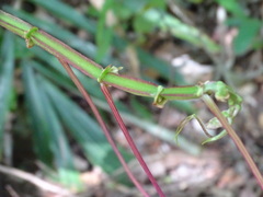 Cissus pteroclada