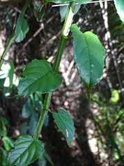Cissus pteroclada